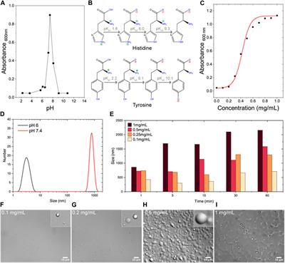 pH-dependent interactions of coacervate-forming histidine-rich peptide with model lipid membranes